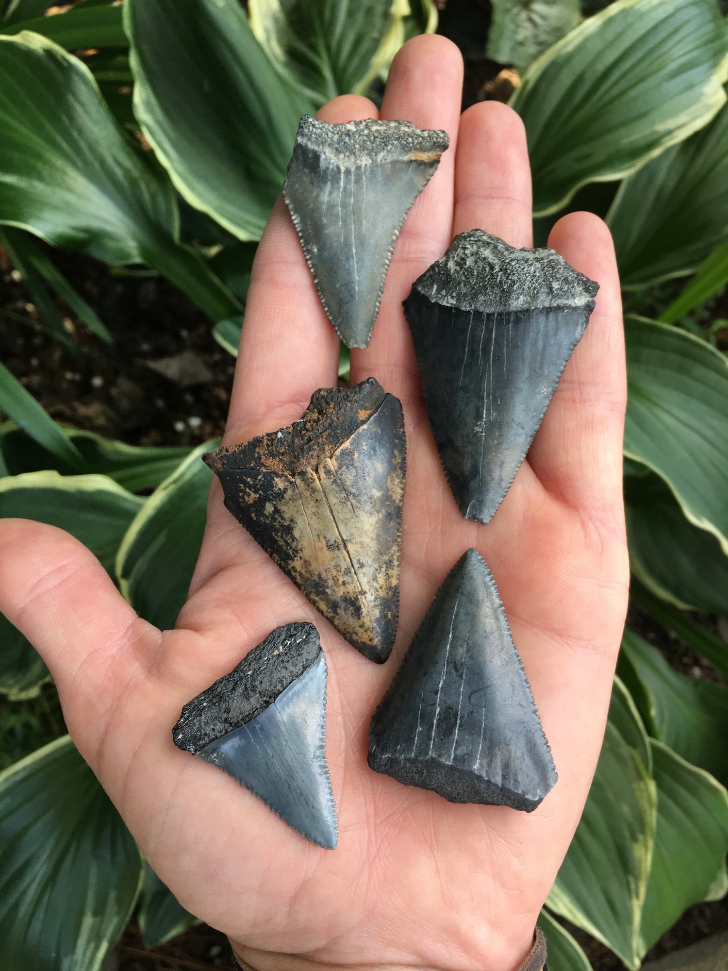 fossilized great white shark teeth real—Foxy Fossils fossils for sale