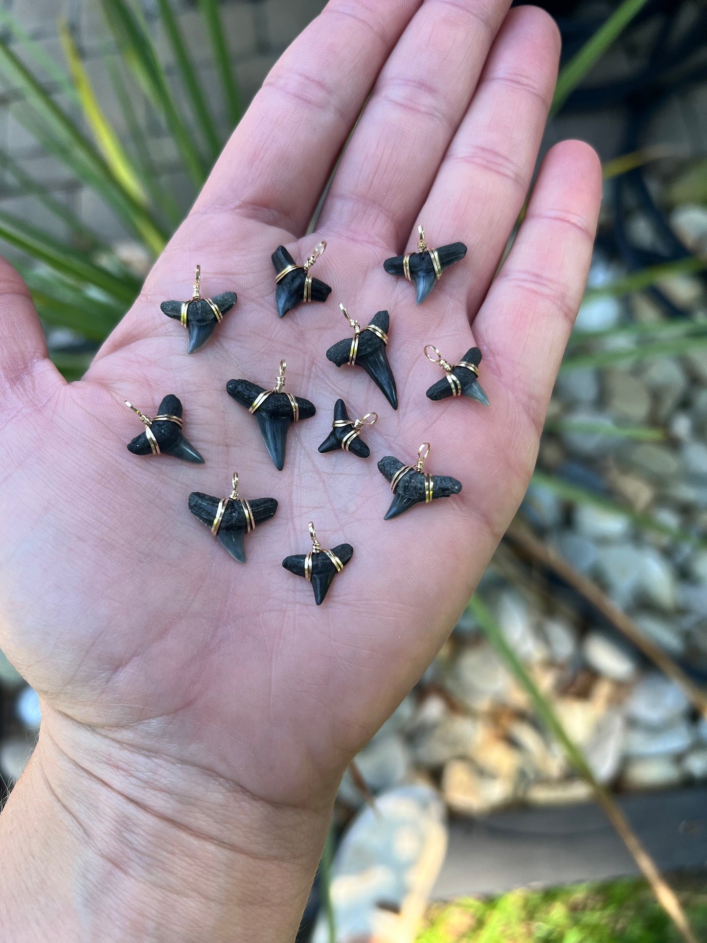 Wire-Wrapped Shark Tooth Pendant—REAL | Foxy Fossils