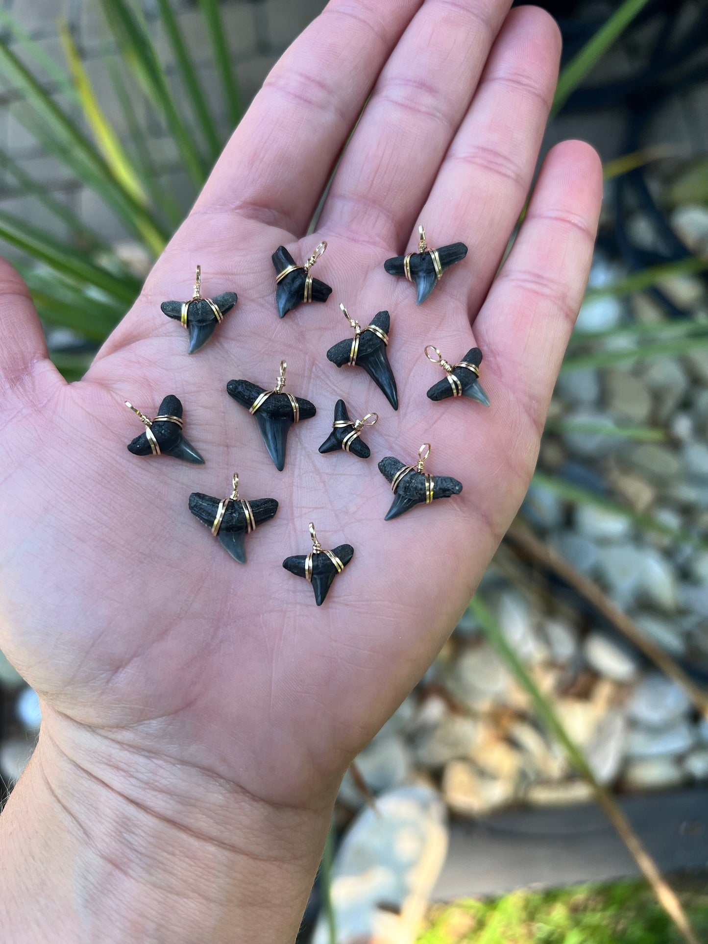 Horizons | Real Shark Tooth Necklace — Foxy Fossils