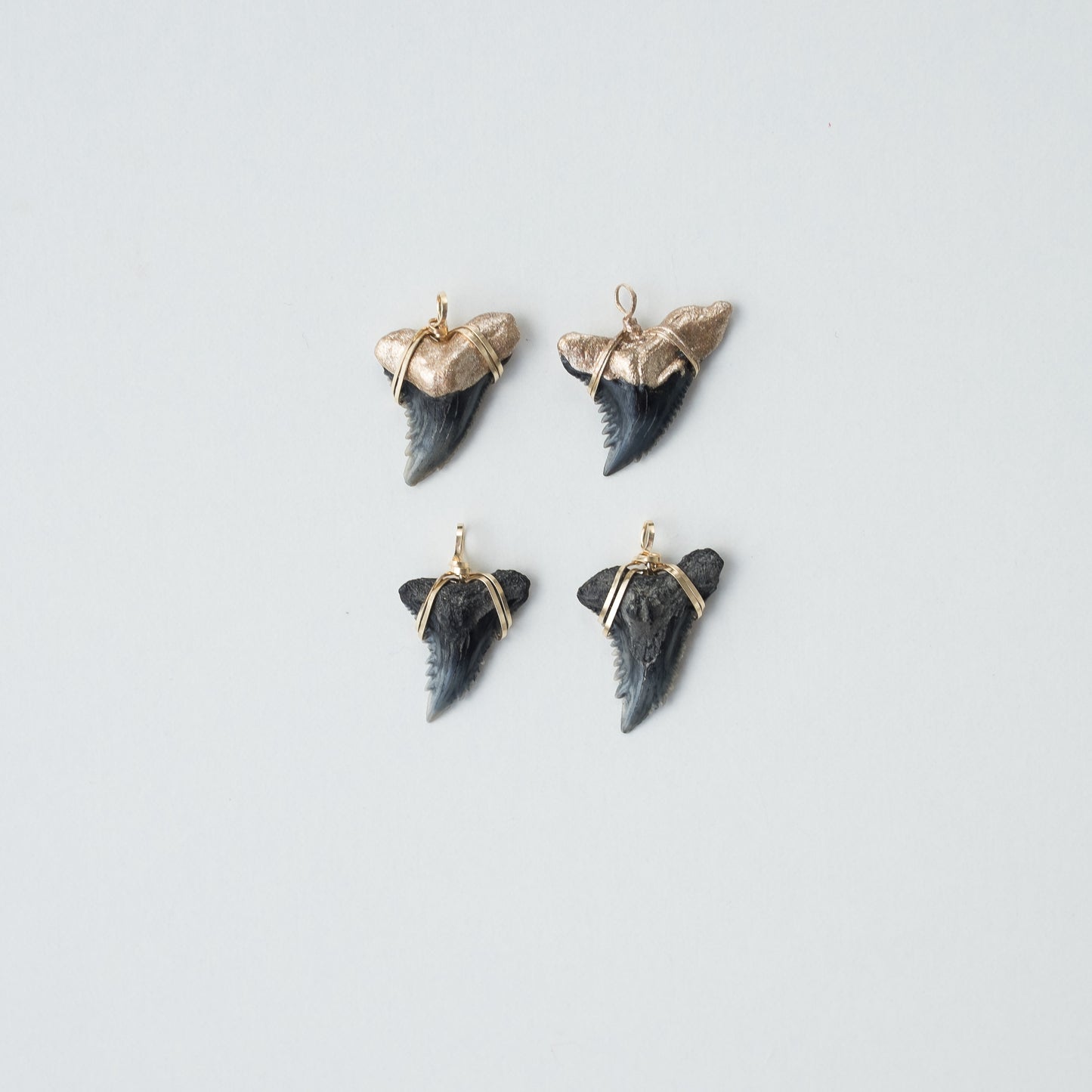 Real Shark Tooth Pendant— Foxy Fossils
