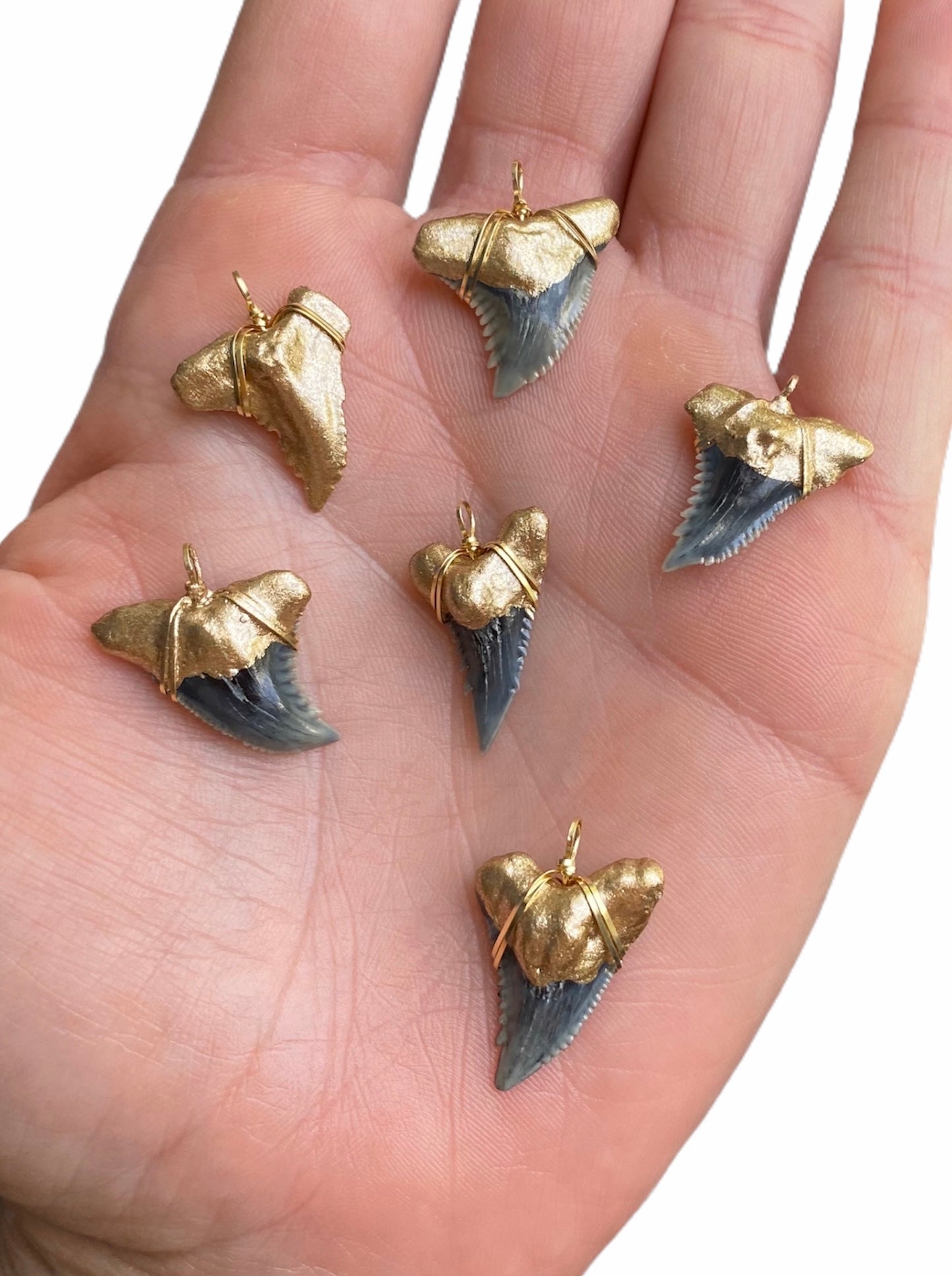 Shark Tooth Necklace — Hemipristis Serra Fossil | Foxy Fossils