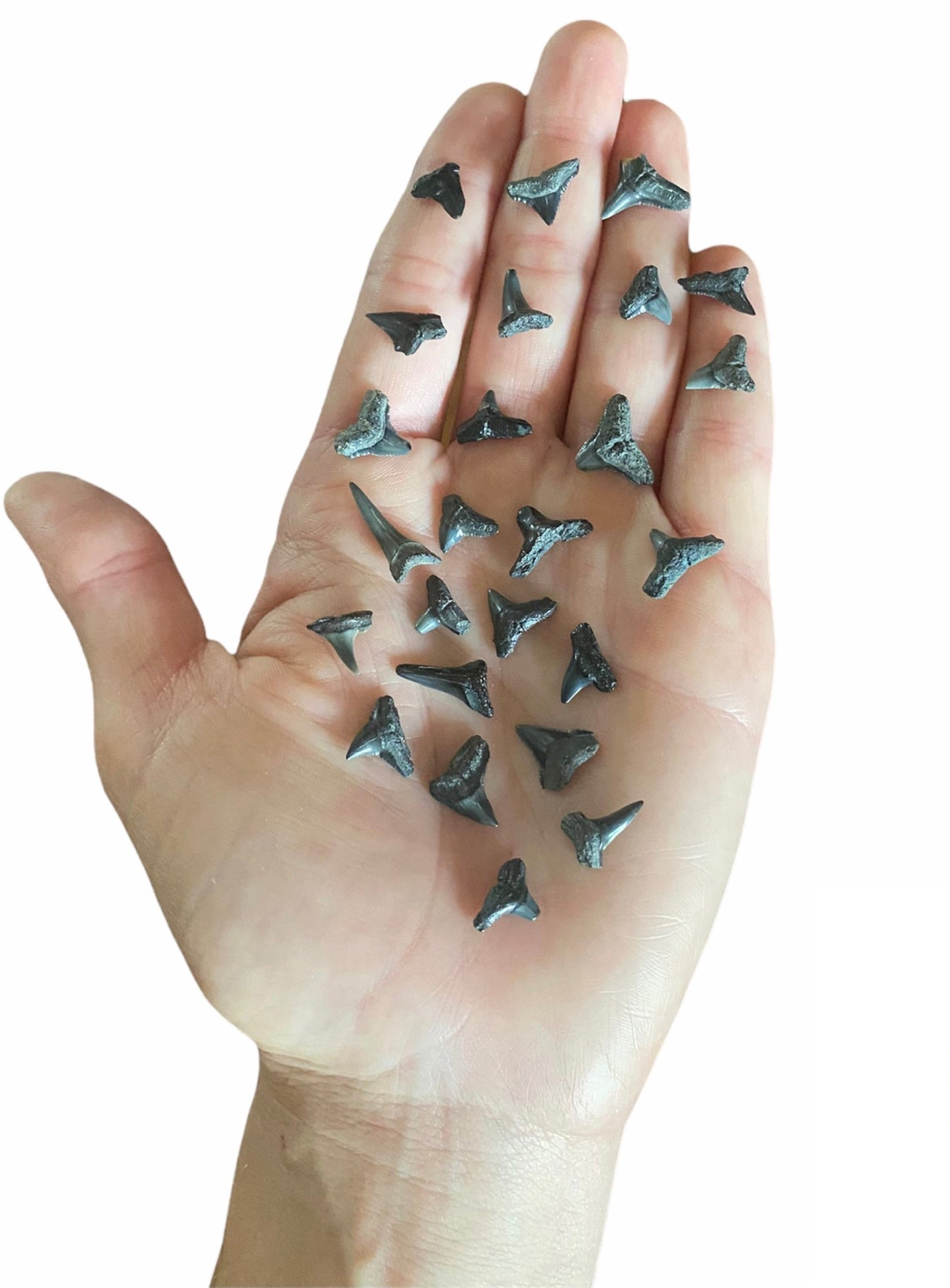 25 Fossilized Shark Teeth