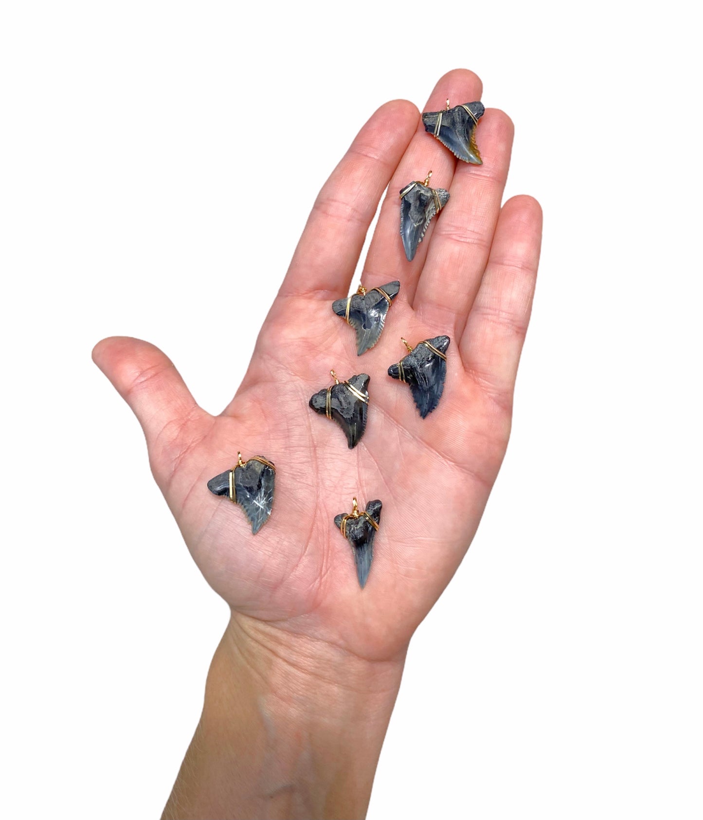 wire wrapped shark tooth pendants, real shark teeth pendants, snaggletooth shark teeth pendants - foxy fossils