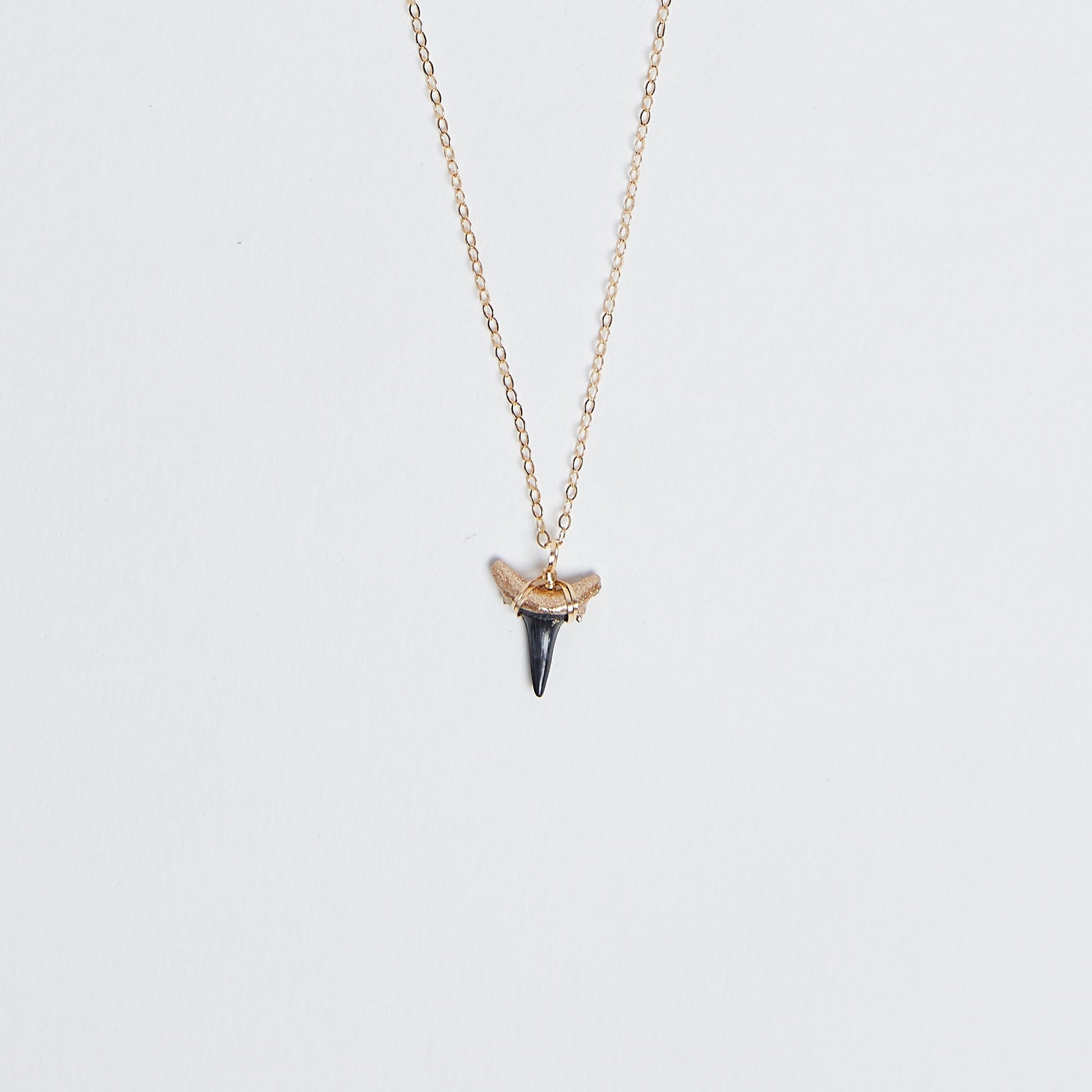 Gold-Tip Shark Tooth Necklace real fossilized prehistoric shark tooth pendant wire wrapped with gold - Foxy Fossils
