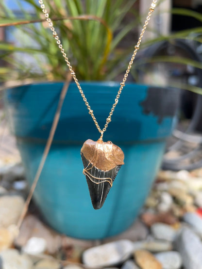 Large wire wrapped gold tip real megalodon shark tooth necklace —Foxy Fossils 