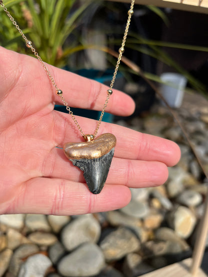 Megalodon shark tooth necklace-real fossil shark tooth gold tip—Foxy Fossils 