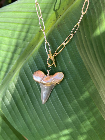 Huge gold-tip real fossilized megalodon shark tooth pendant-angustiden- on thick link chain ethically sourced —Foxy Fossils 