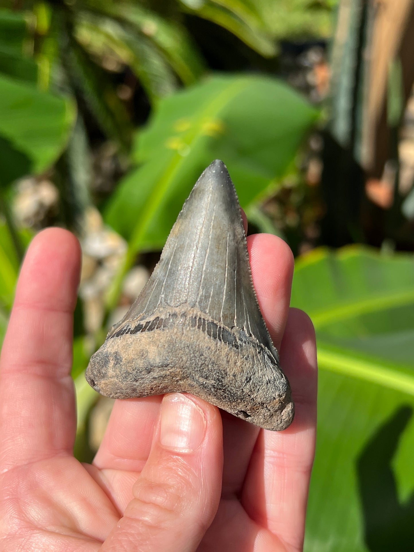 LARGE Pre-Megalodon Shark Tooth—CHUBUTENSIS- 2.75” - Real RARE FOSSIL