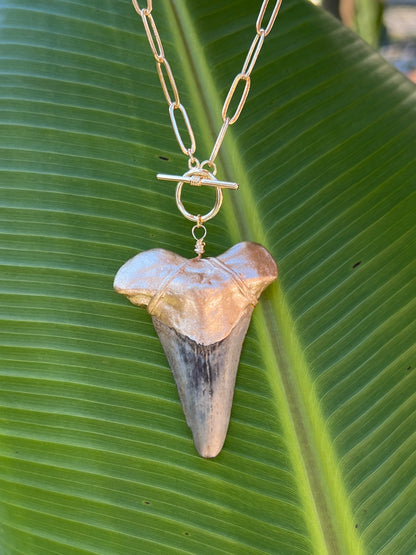 Huge real fossil megalodon shark tooth necklace on gold chunky chain-Foxy Fossils 