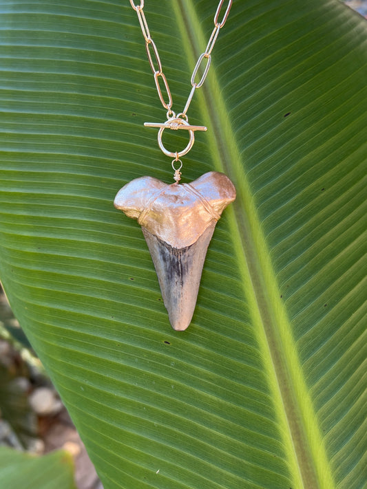 Huge real fossil shark tooth necklace on gold chunky chain-Foxy Fossils 