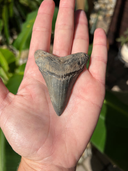 LARGE Pre-Megalodon Shark Tooth—CHUBUTENSIS- 2.75” - Real RARE FOSSIL