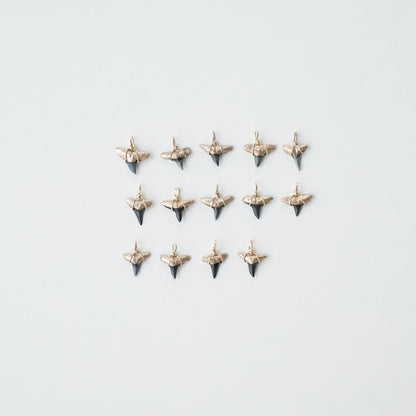 gold tip real shark tooth pendants-Foxy Fossils 