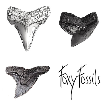 Fossil Dig Kits