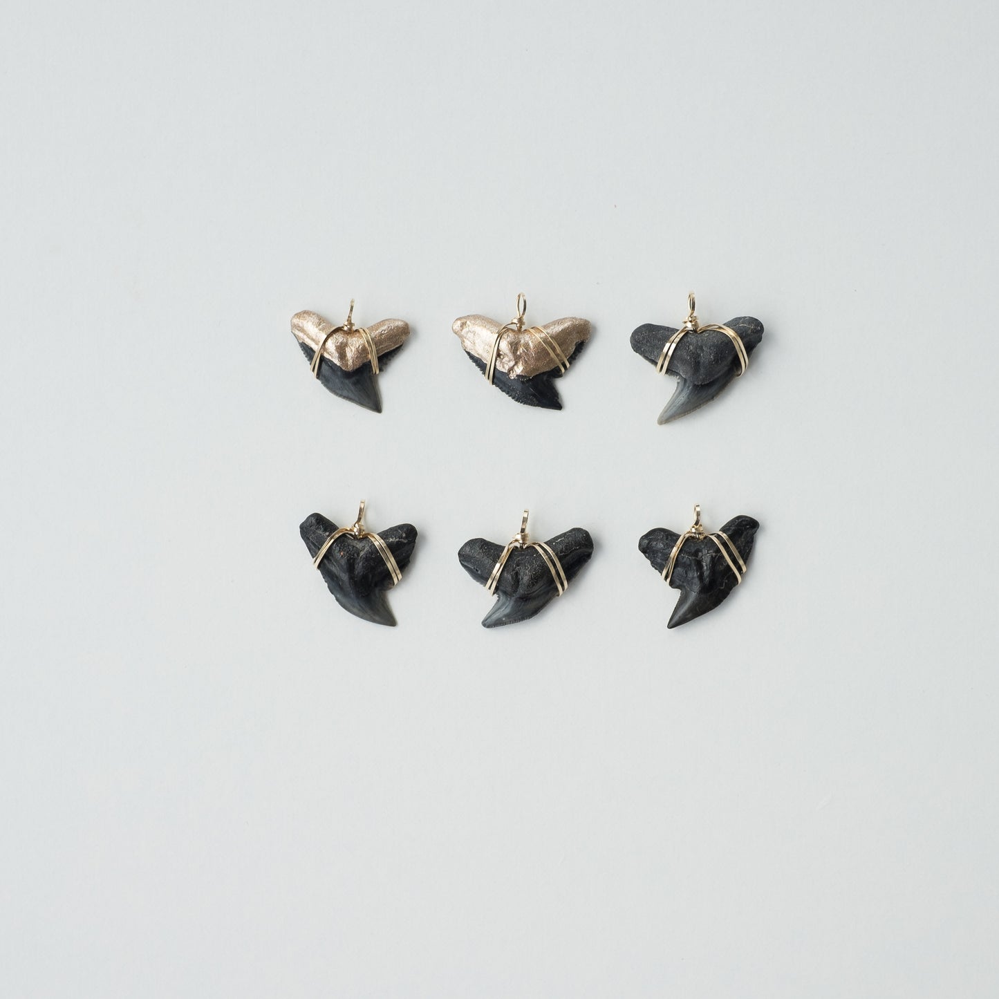 Real Shark Tooth Pendant— Foxy Fossils