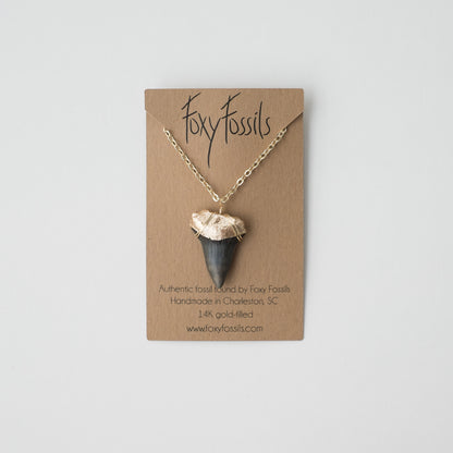 megalodon shark tooth necklace real with gold dipped root and on gold chain - foxy fossils