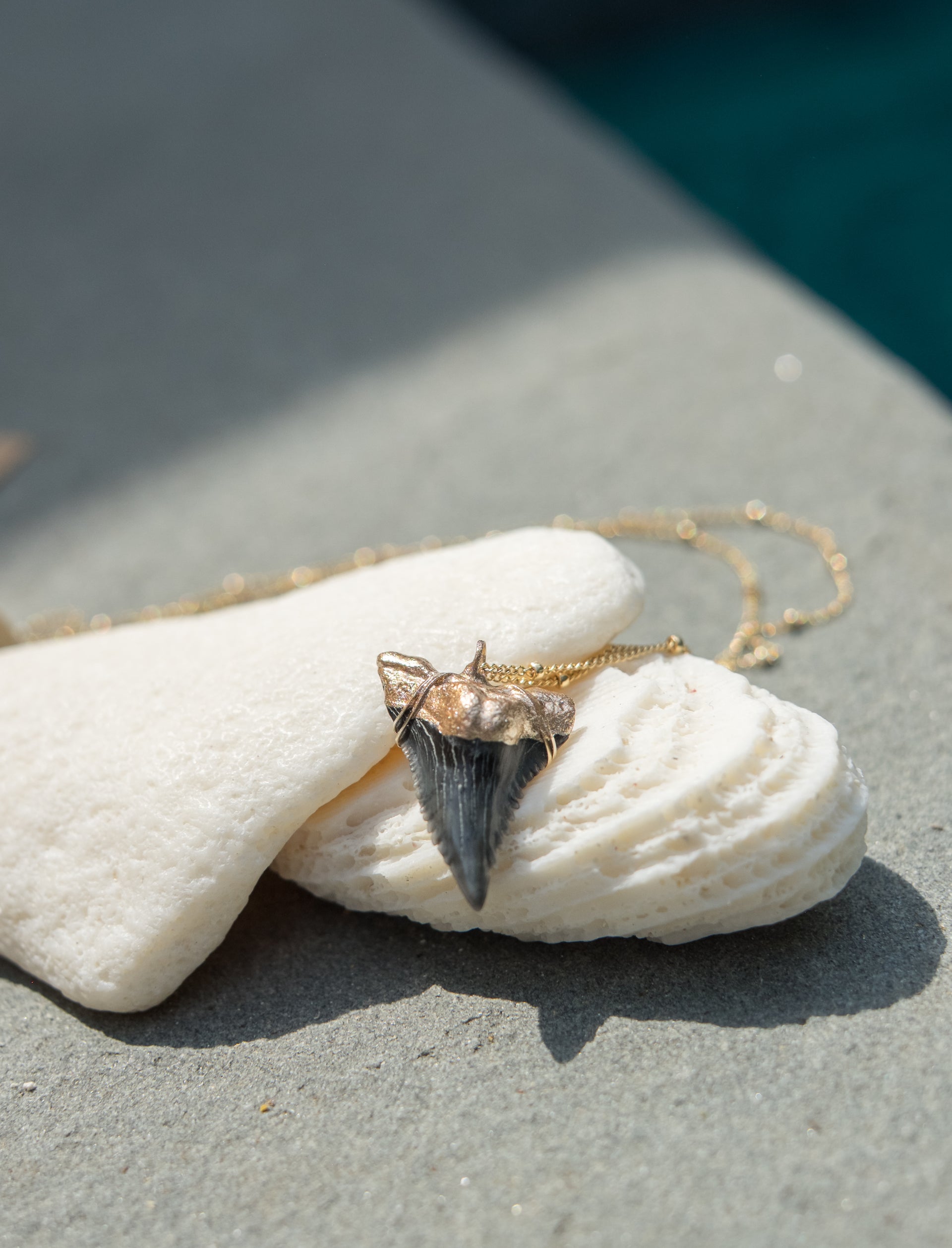 Shark Tooth Necklace — Hemipristis Serra Fossil Tooth | Foxy Fossils