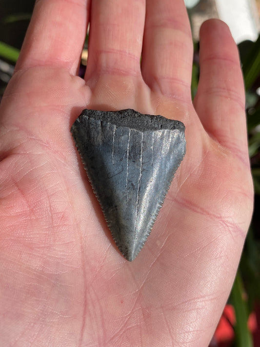 prehistoric authentic HUGE shark tooth 1.76" great white fossilized great white shark tooth — Foxy Fossils 