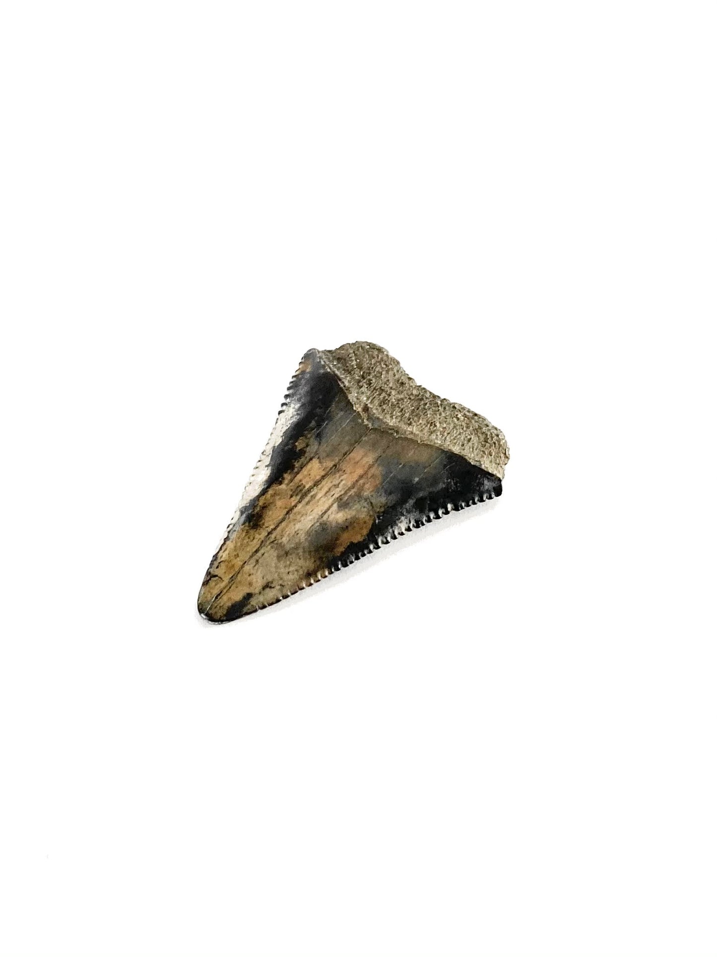 fossilized great white shark tooth — Foxy Fossils 