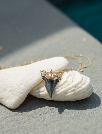 shark tooth necklace hemi and her real snaggletooth shark tooth necklace gold dipped