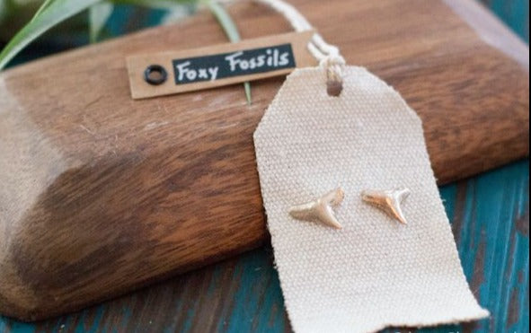 Gold Shark Tooth Stud Earrings - Foxy Fossils