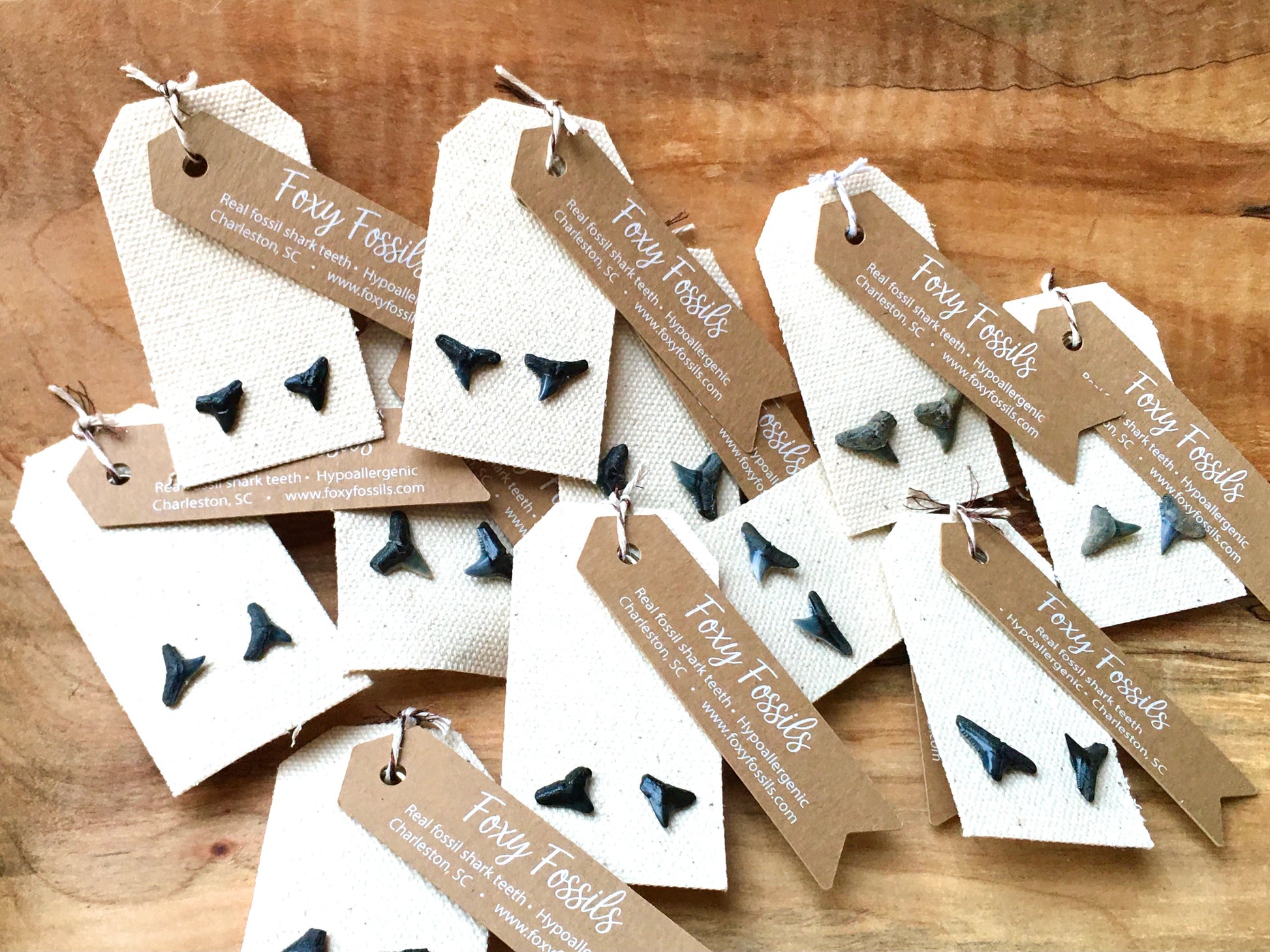 sustainable and ethical prehistoric fossilized shark tooth stud earrings-group shot- Foxy Fossils 