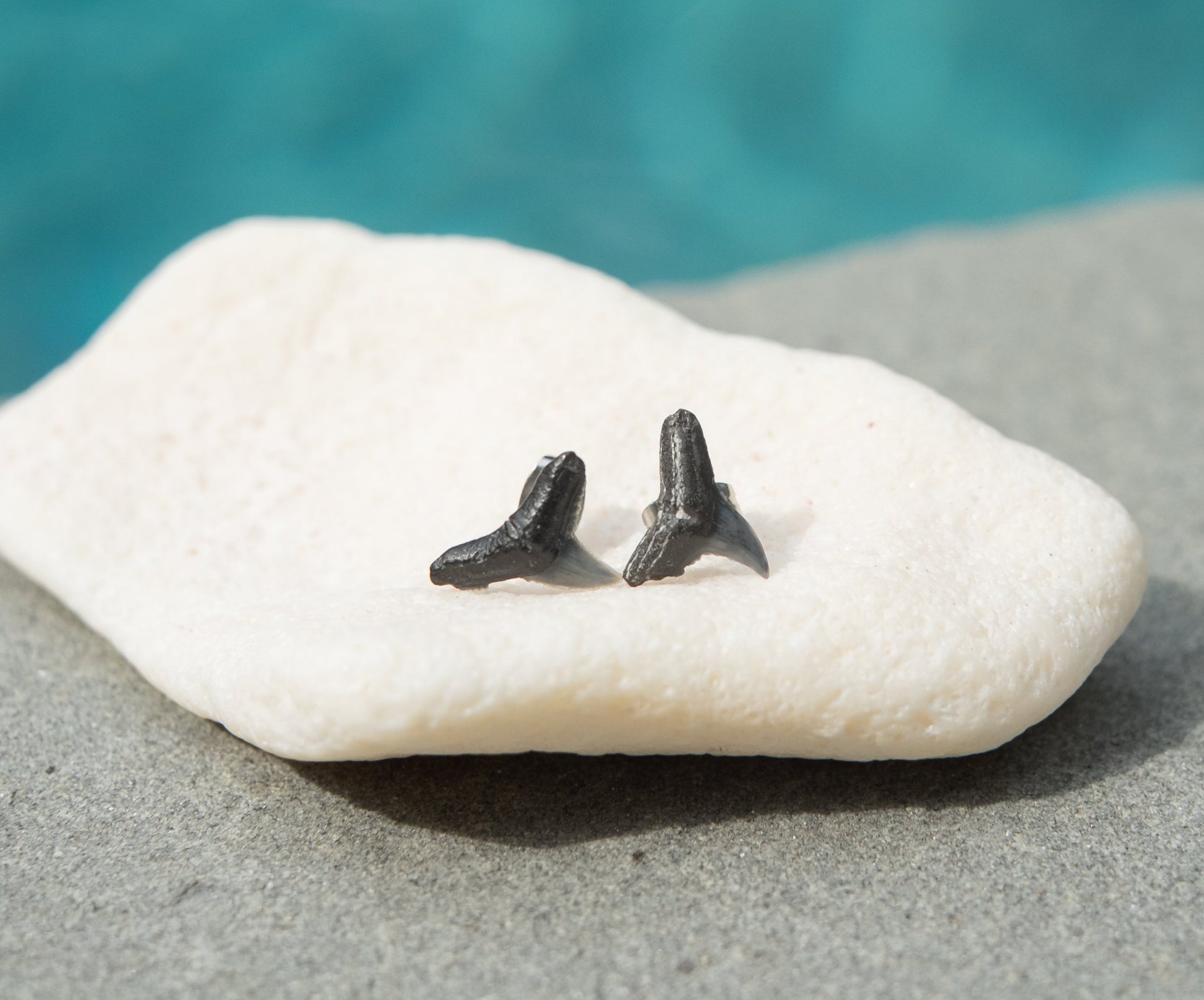 natural shark tooth fossil stud earrings