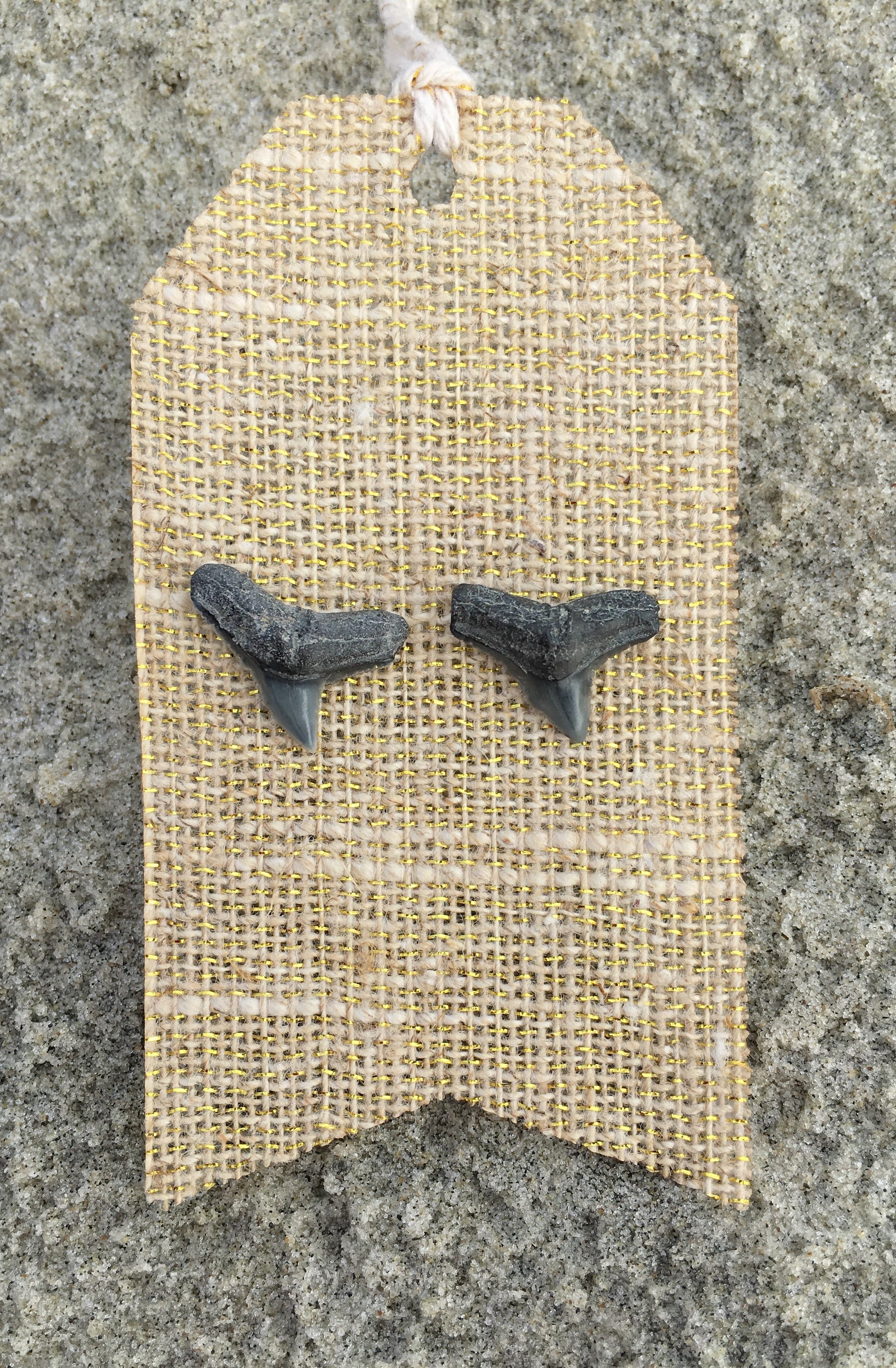 Natural Shark Tooth Stud Earrings - Foxy Fossils