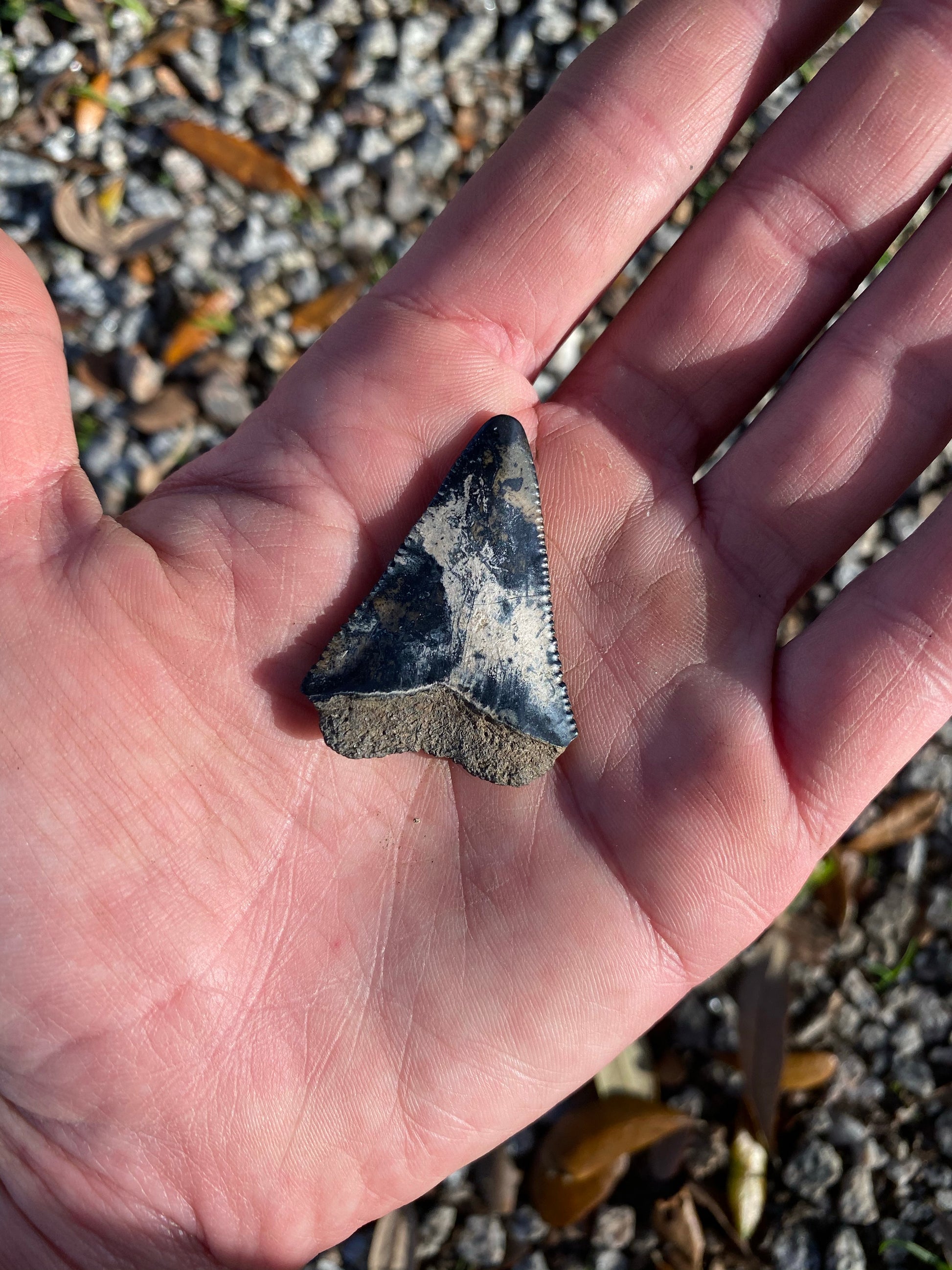 South Carolina Fossil Great White Shark Teeth