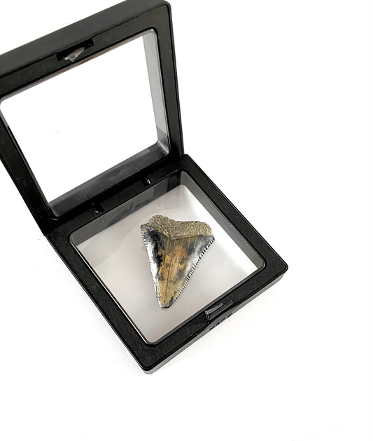 fossilized great white shark tooth with display case — Foxy Fossils 