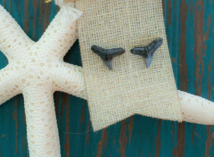 Natural Shark Tooth Stud Earrings - Foxy Fossils