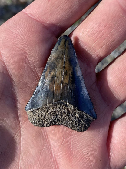 large fossil great white shark tooth real beautiful color blue - Foxy Fossils 