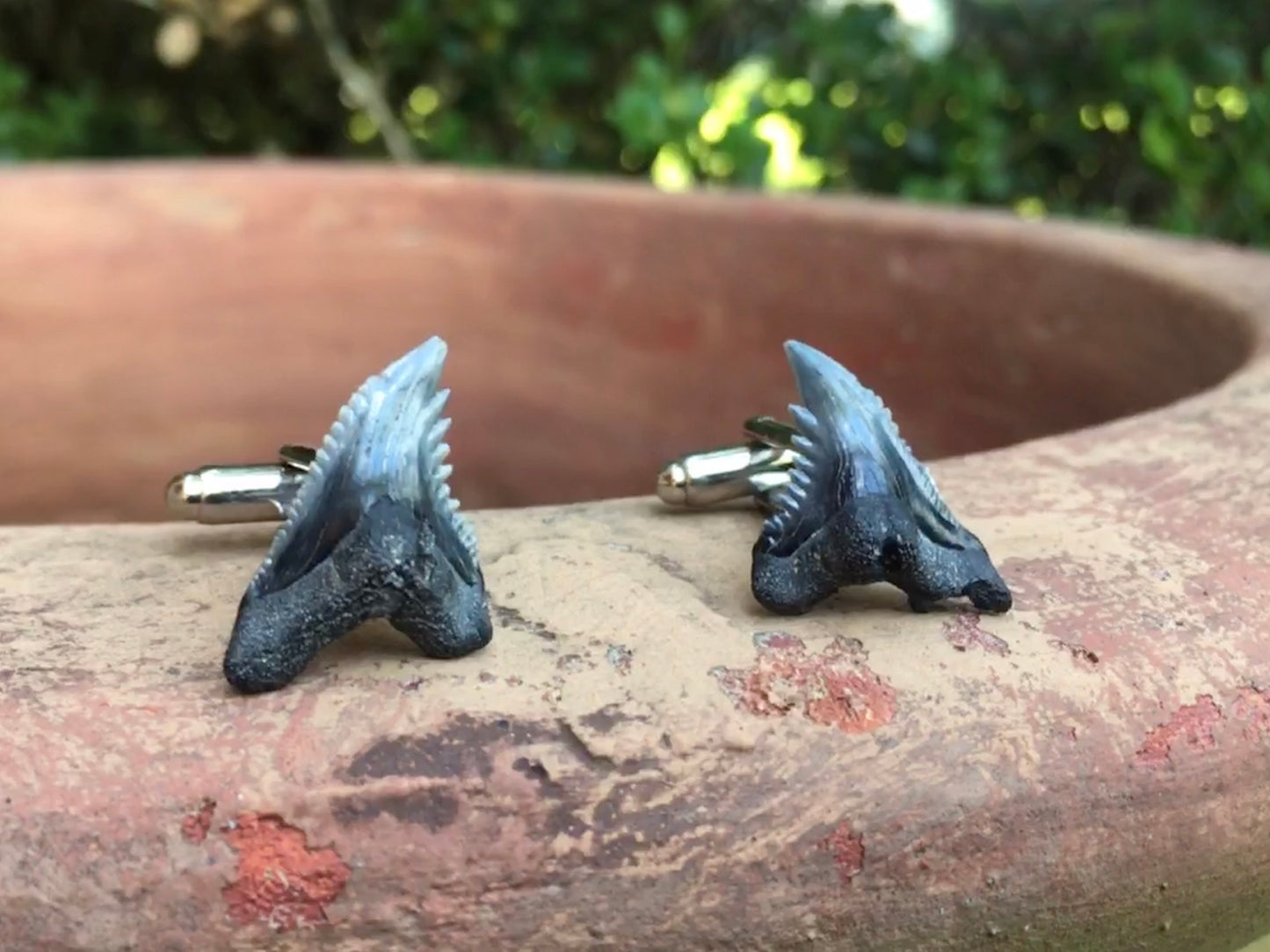 real fossilized shark tooth cufflinks-snaggletooth shark teeth cufflinks-foxy fossils