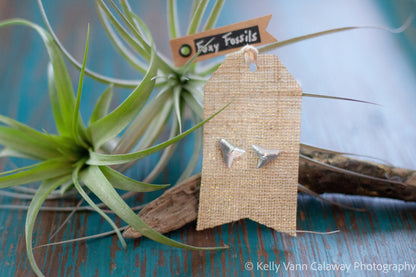 Silver Shark Tooth Stud Earrings - Foxy Fossils