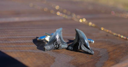 Shark Tooth Cufflinks - Natural - Foxy Fossils
